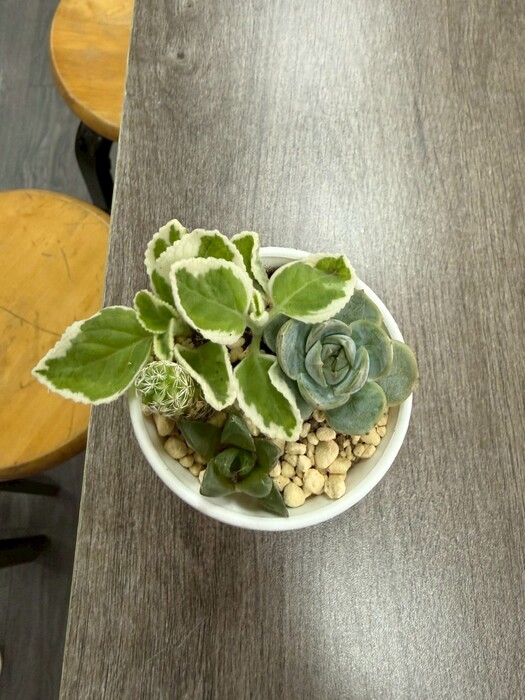 114學年度第1學期教師讀書會：11/20 閱讀 X 療癒多肉同樂會圖片